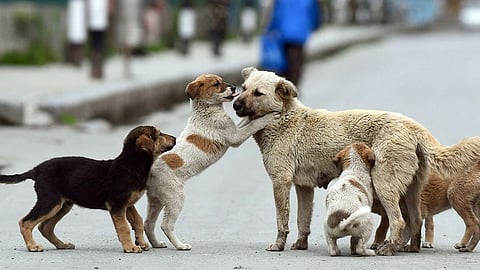 Stray Dog Age