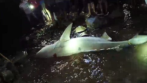 Palghar Shark Attack Fisherman