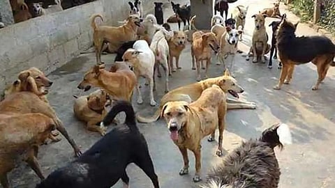 Stray Dog In Mumbai