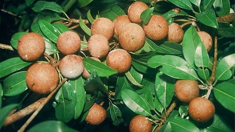 Organic Farming