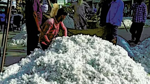 Cotton Price