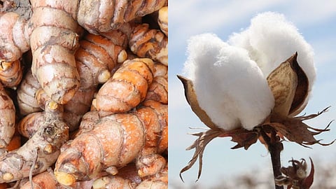 rise in turmeric price near washin cotton price dropped in parbhani