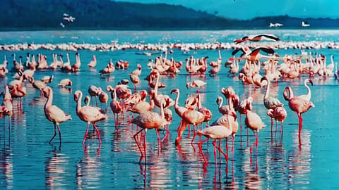 Mumbai News: विमानाच्या धडकेत ३० पेक्षा जास्त फ्लेमिंगोचा मृत्यू, मुंबईतल्या घाटकोपरमधील घटना