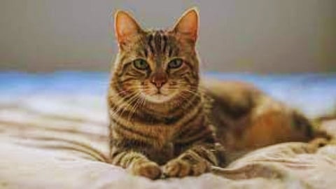 Cat Meat