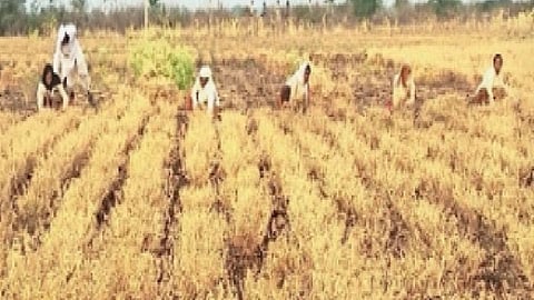 Rabi Crops