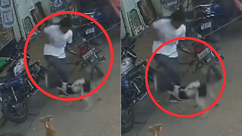 Stray Dogs Attack Viral Video