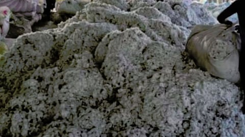 Cotton Price