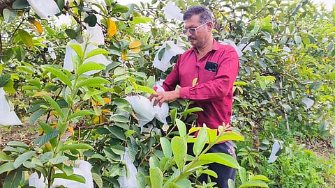 bhandara guava growers earn rs 10 lakh in year success story