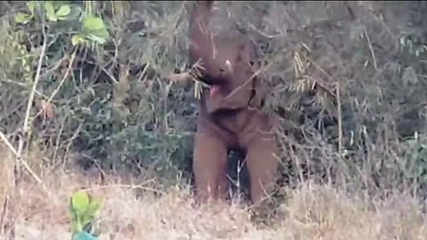 Farmers From Dodamarg Worried Of Elephants Who Enter In There Farms