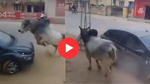 Bull FIght Viral Video: