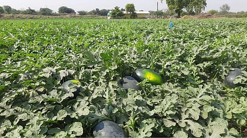 Watermelon crop