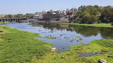 hundreds of fish died in indrayani river today