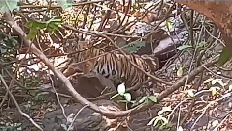 tigers roar in dodamarg sahyadri tiger reserve corridor