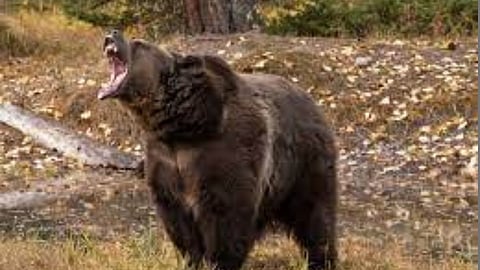 Bear Attack
