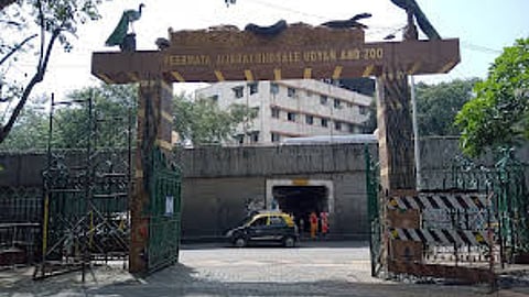 Zoo Animals : मुंबईच्या प्राणिसंग्रहालयात प्राण्यांचा का होतोय मृत्यू? वेगवेगळी कारणं आली समोर