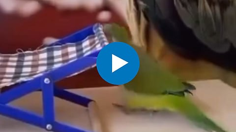 Viral Video