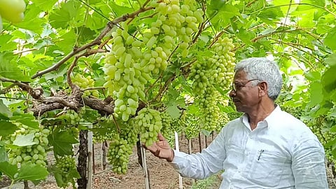 Grape Farming