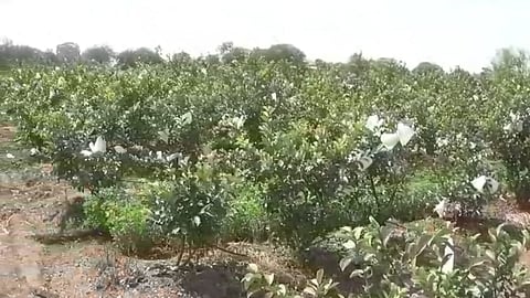 taiwan guava farming in mirchi palkhed farmer earns 8 lakh