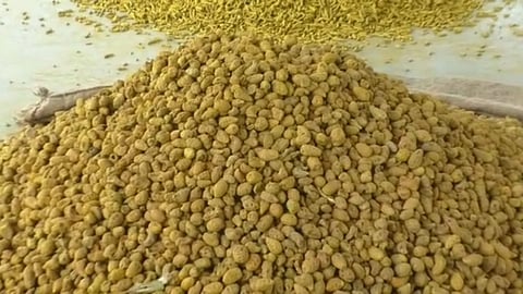 rise in turmeric price at risod bazar samiti near washim