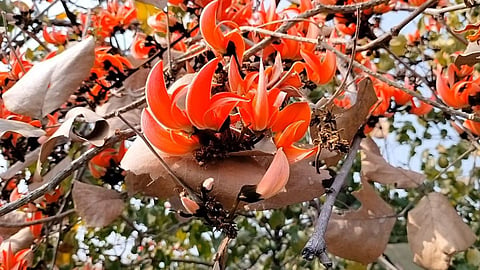 palash flower blossomed in satpuda
