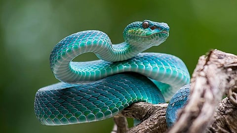Snake News