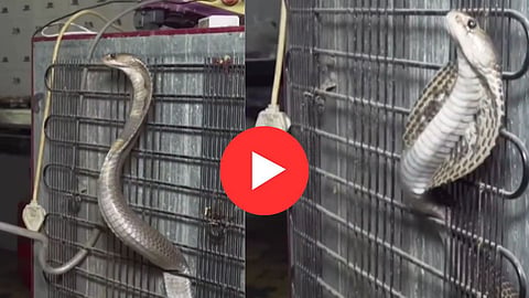 Kobra Snake Hiding Behind Fridge Video: