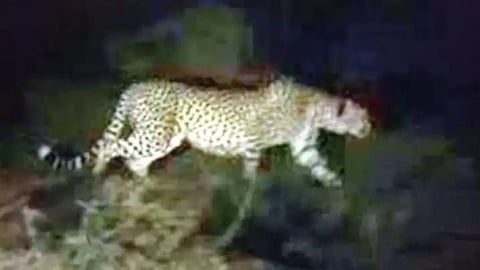 Leopard