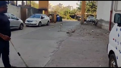 Stray Dog in Kalyan