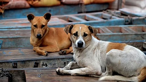 Mumbai News