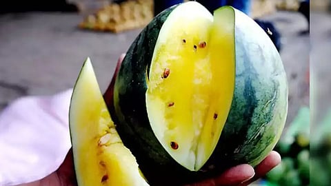 yellow watermelon in vashi apmc navi mumbai