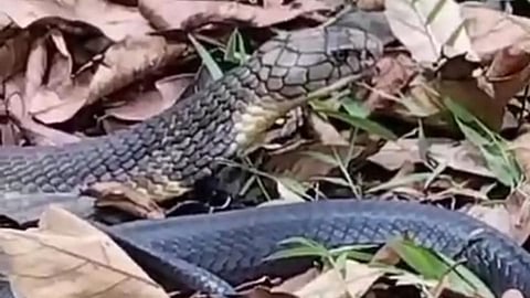 eleven and half feet long king cobra rescued in sindhudurg