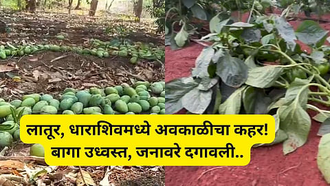 Unseasonal Rain: बळीराजावर आभाळ कोसळलं! राज्यभरात गारपीट, अवकाळीचा तडाखा; भाजीपाला, आंब्याच्या बागा उध्वस्त