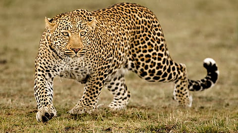 Leopard Attack