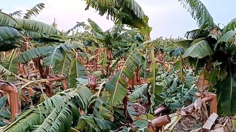 Banana Crop