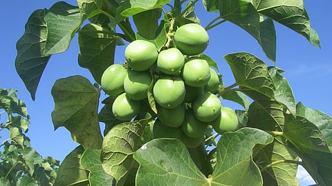Jatropha Tree: शेतात लावा 'डिझेल'चं झाड; होईल बक्कळ कमाई