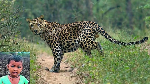 Leopard Attack