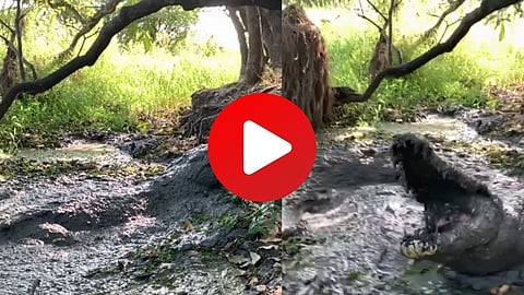 Crocodile Attack Viral Video