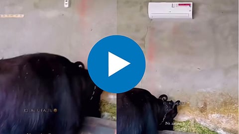 Social Media Viral Video