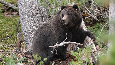 Bear Attack