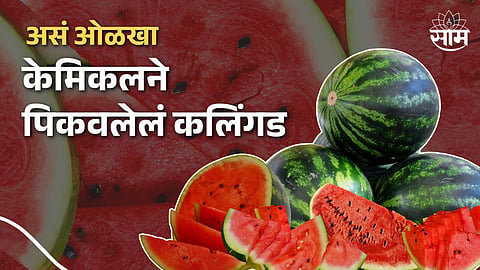 Chemicals in Watermelon: सावधान! इंजेक्शन मारून पिकवलेलं कलिंगड कसं ओळखायचं? वाचा देसी जुगाड.