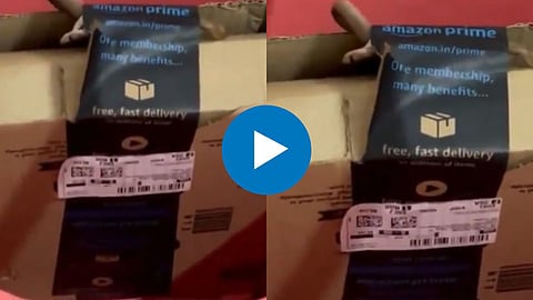 Cobra In online Package