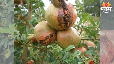 Pomegranate