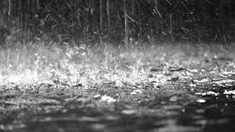 Dhule Weather: धुळे तालुक्यात मुसळधार पाऊस; पुराचे पाणी गोठ्यात शिरल्याने सात गुरांसह बकऱ्यांचा मृत्यू