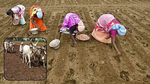 Agriculture News: शेतकऱ्यांनो पेरणीची अजिबात घाई करू नका, कारण... हवामान तज्ज्ञांनी दिला मोलाचा सल्ला