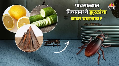 Tips For Cockroaches Control