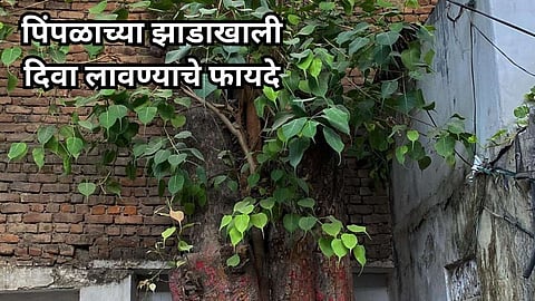 Spiritual of Peepal Tree