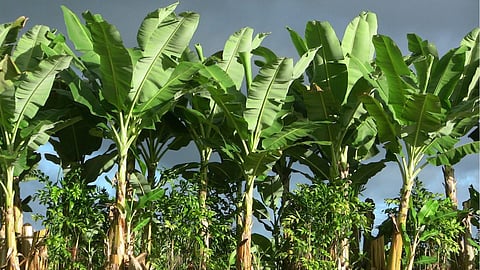 Banana Leaves Benefits: केळीचे पान आरोग्यासाठी वरदान; जाणून घ्या आश्चर्यकारक फायदे