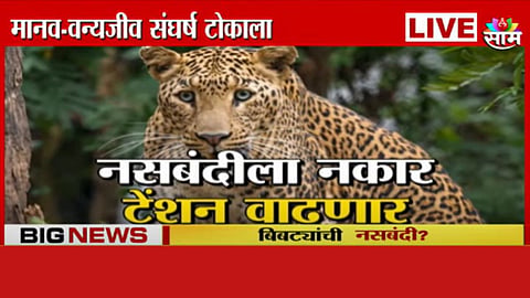 वन्यजीव-मानव संघर्ष वाढणार? बिबट्यांच्या नसबंदीला केंद्राचा नकार, जुन्नरकरांचं टेंशन वाढलं