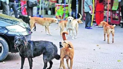 Dog Attack In Bengaluru