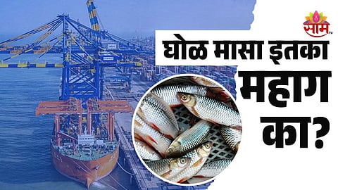 Vadhavan Port Ghol Fish